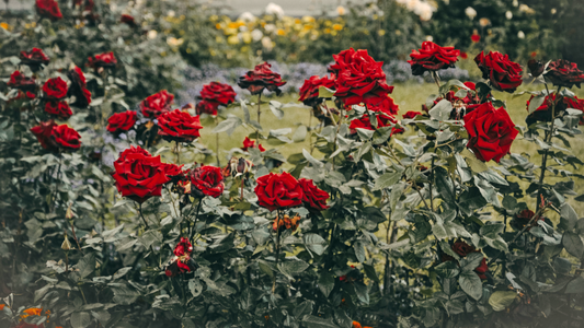 How the Rose Became a Symbol of Love and Romance