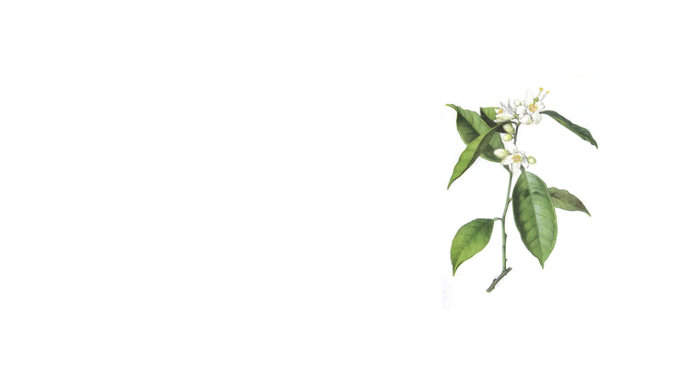 Orange blossom