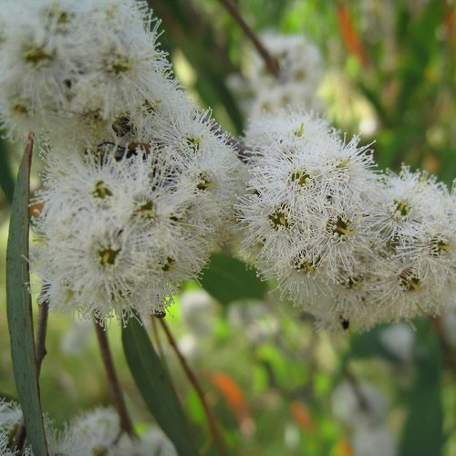 Eucalyptus Radiata