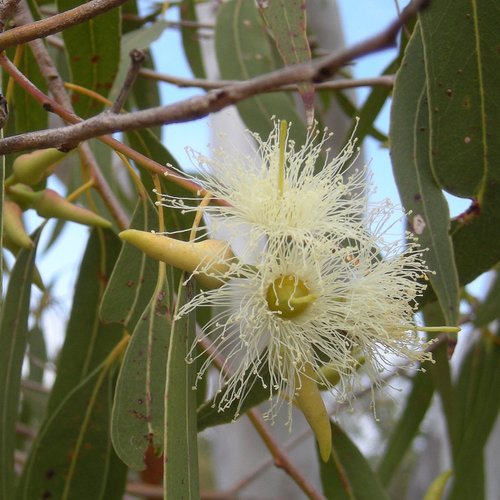 Eucalyptus