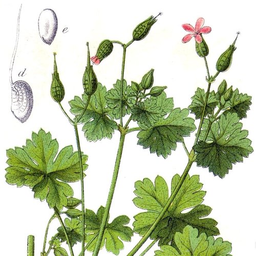 Geranium