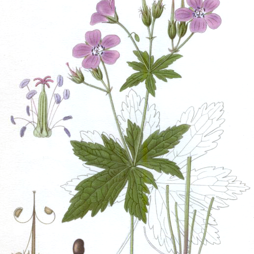 Geranium Bourbon
