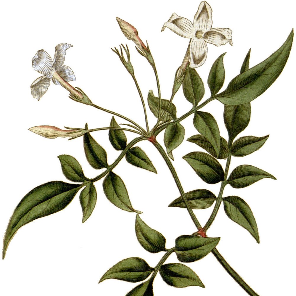 Jasmine Absolute