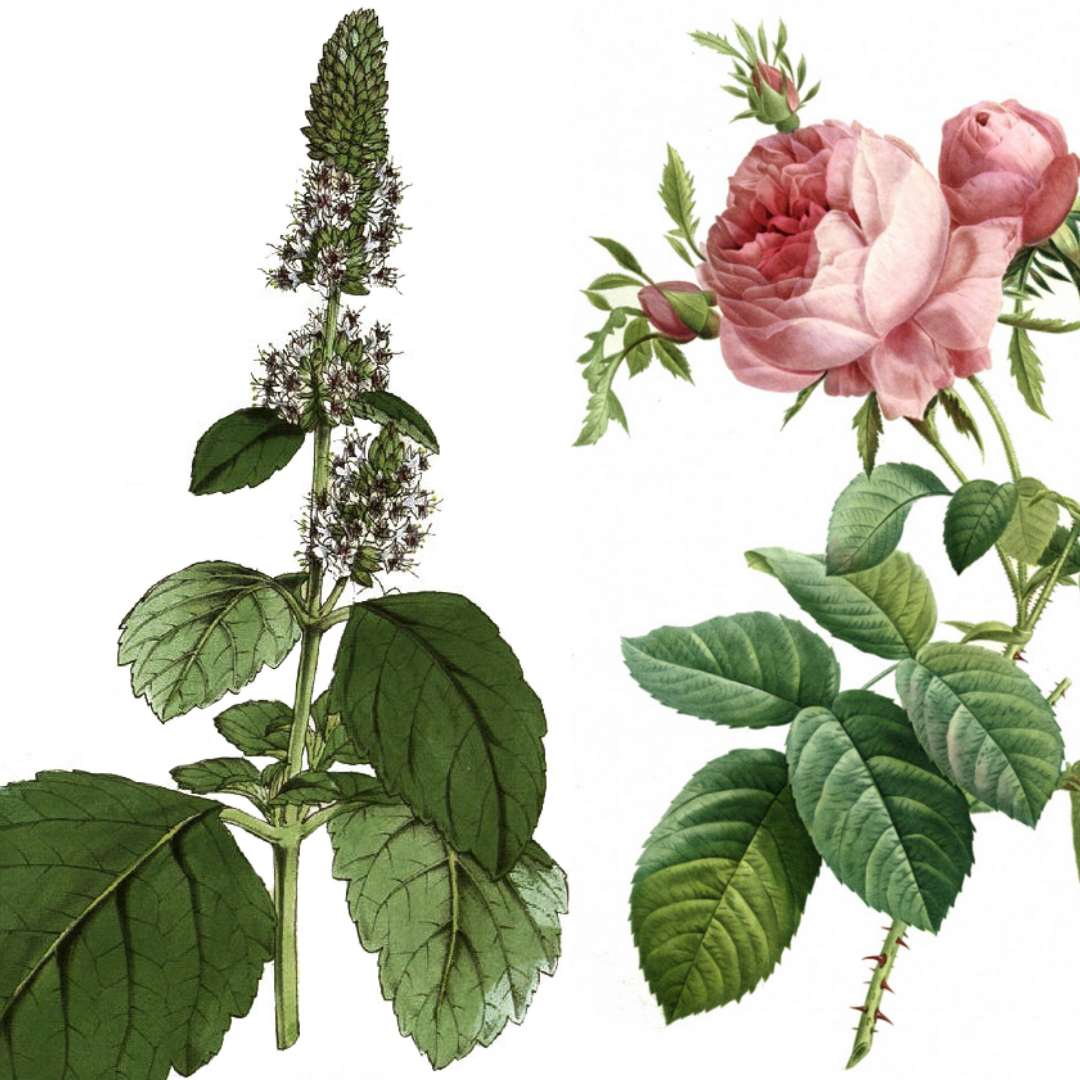 Patchouli Rose Body Oil