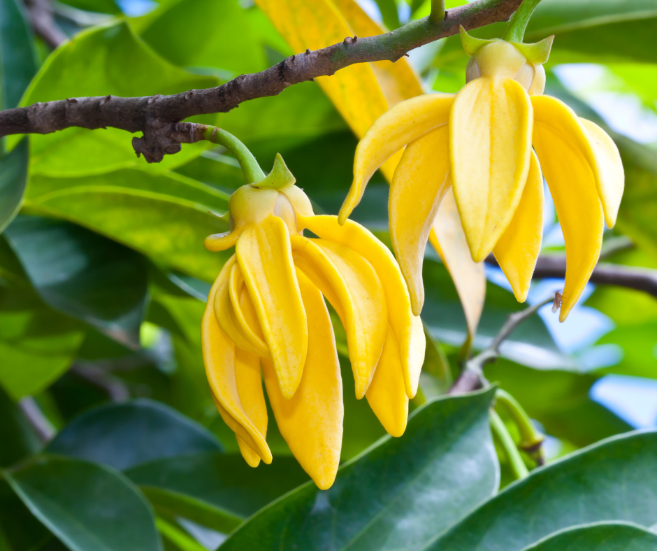 Ylang Ylang Roll-on