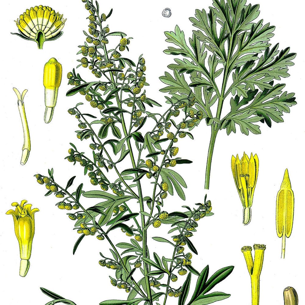 Absinthe