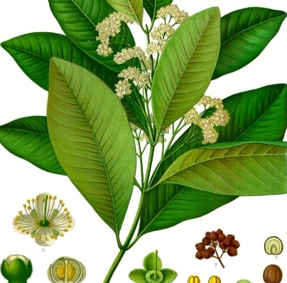 Allspice