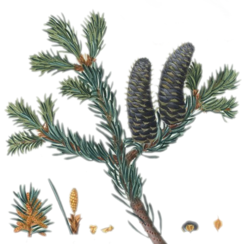 Fir Needle, Balsam