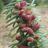 Fir Needle, Balsam