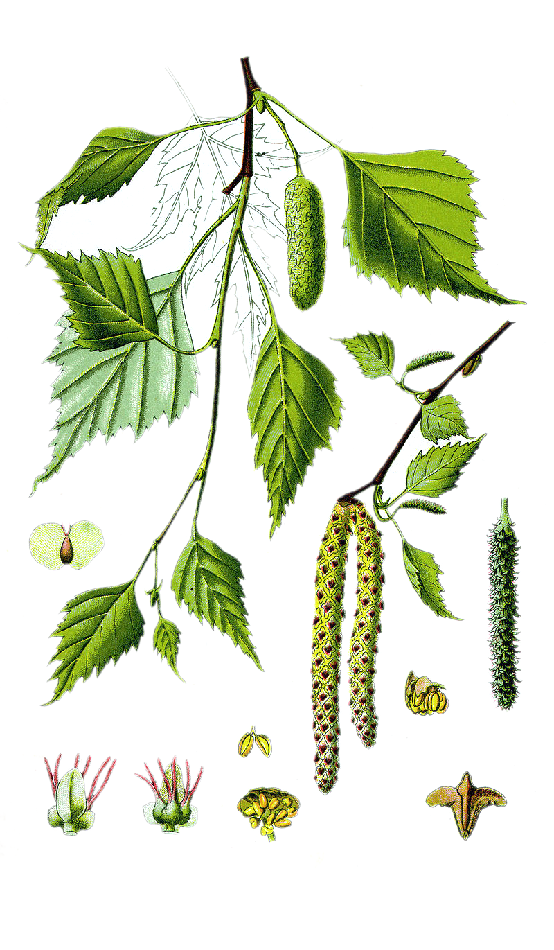 Birch
