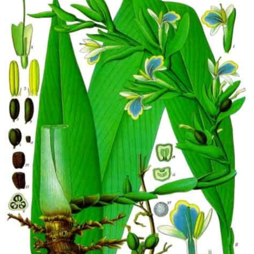 Cardamom