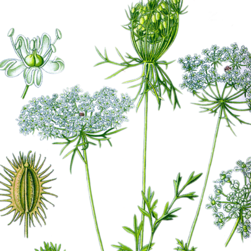 Carrot Seed