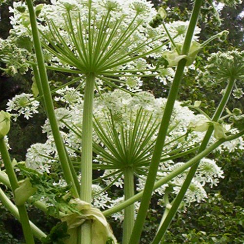 Carrot Seed