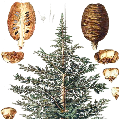 Cedarwood-Atlas