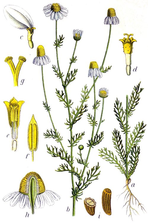 Chamomile