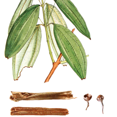 Cinnamon Bark