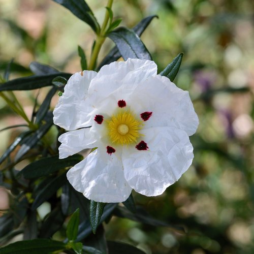 Cistus