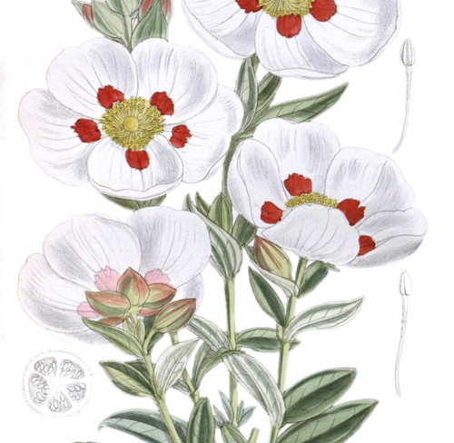Cistus