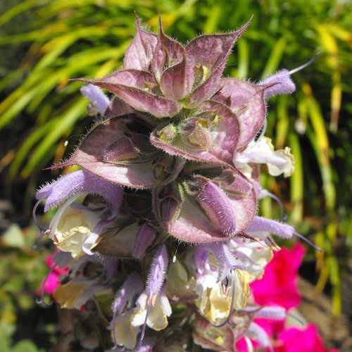 Clary Sage