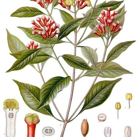 Clove Bud