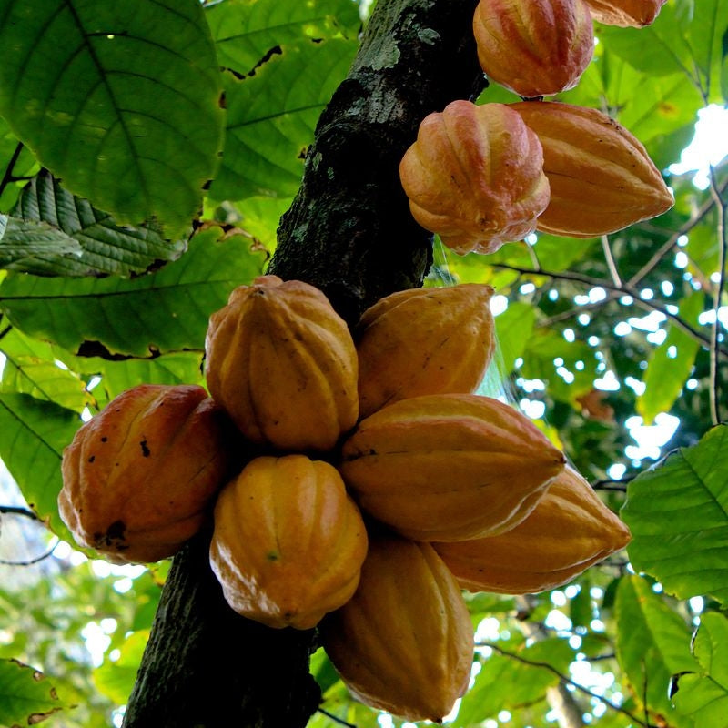 Cocoa/Chocolate Absolute Extract
