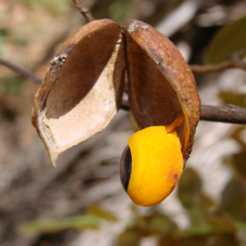 Copaiba