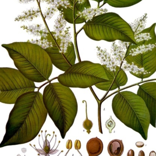 Copaiba