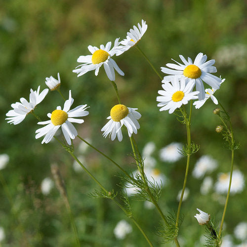 Chamomile