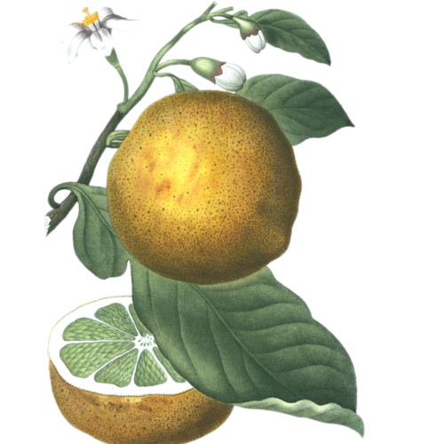 Grapefruit, pink