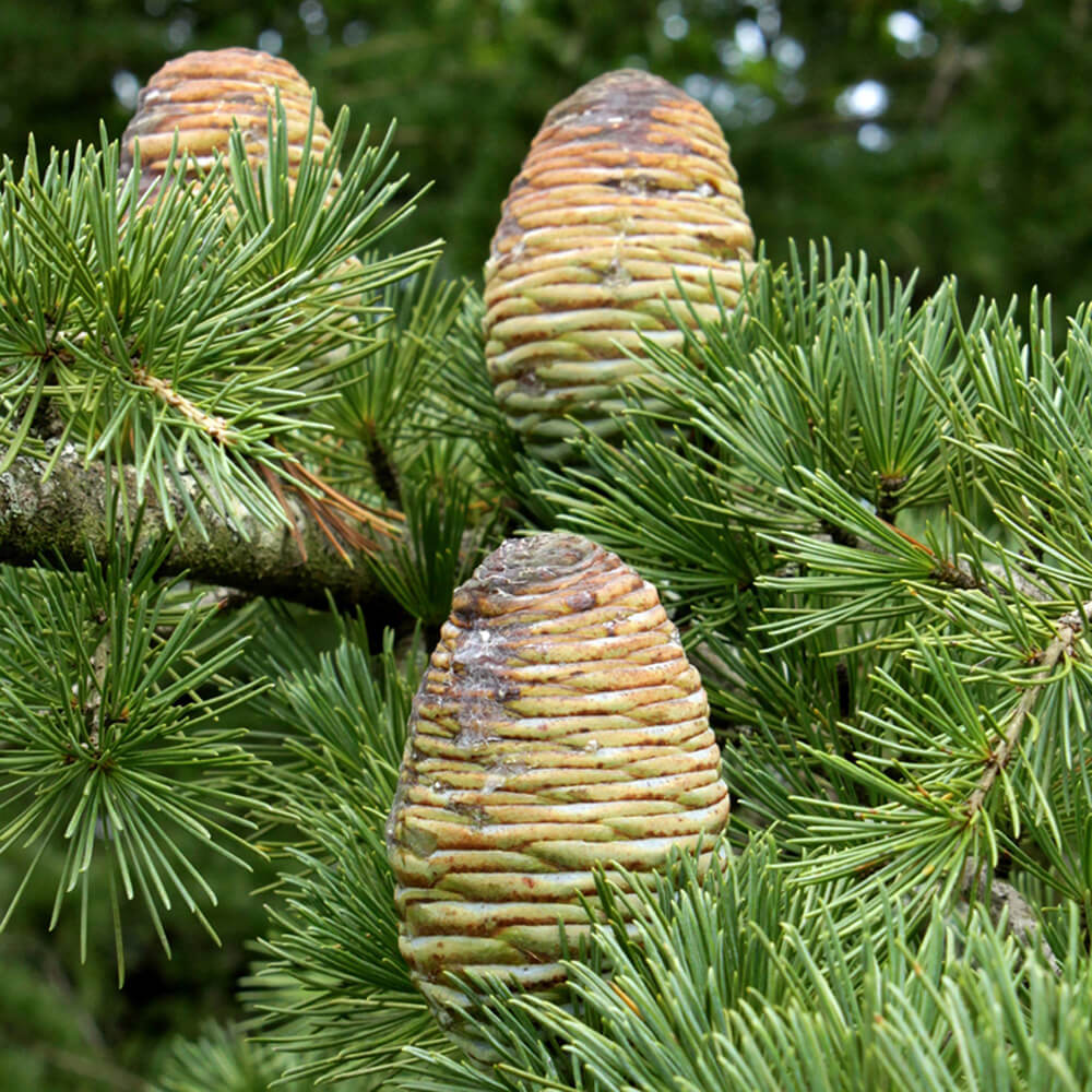 Cedarwood Atlas-Certified Organic