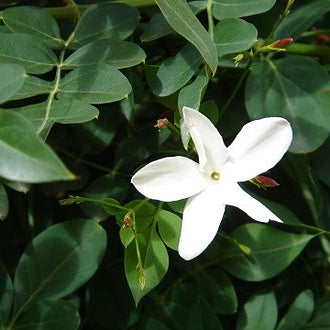 Jasmine Absolute
