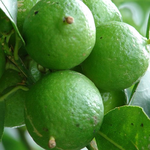 Lime