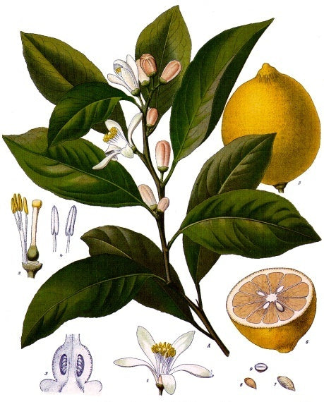 Lemon