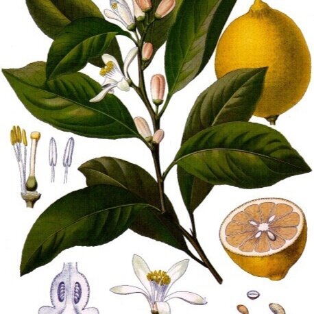 Lemon-Certified Organic