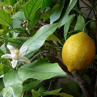 Lemon