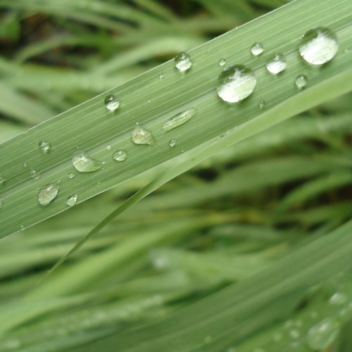 Lemongrass