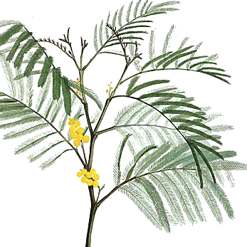 Mimosa Absolute