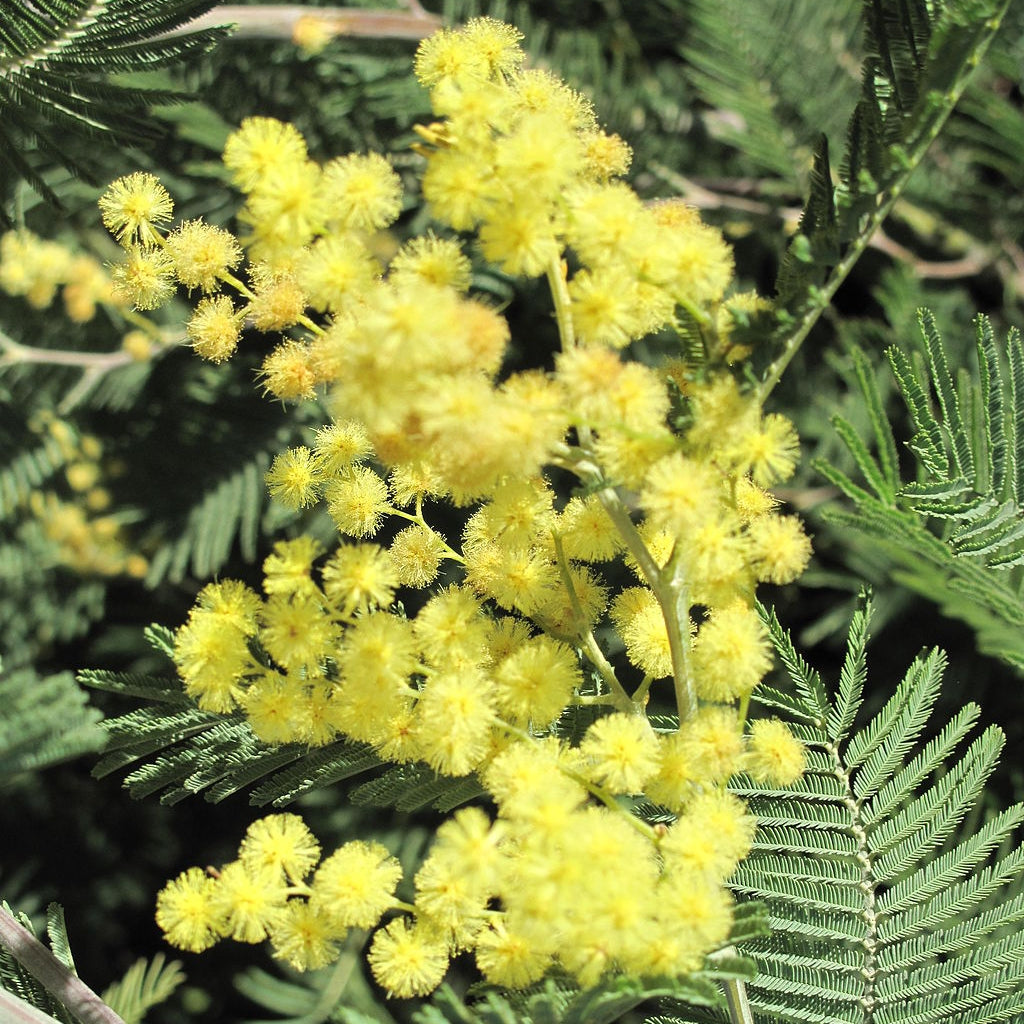 Mimosa Absolute