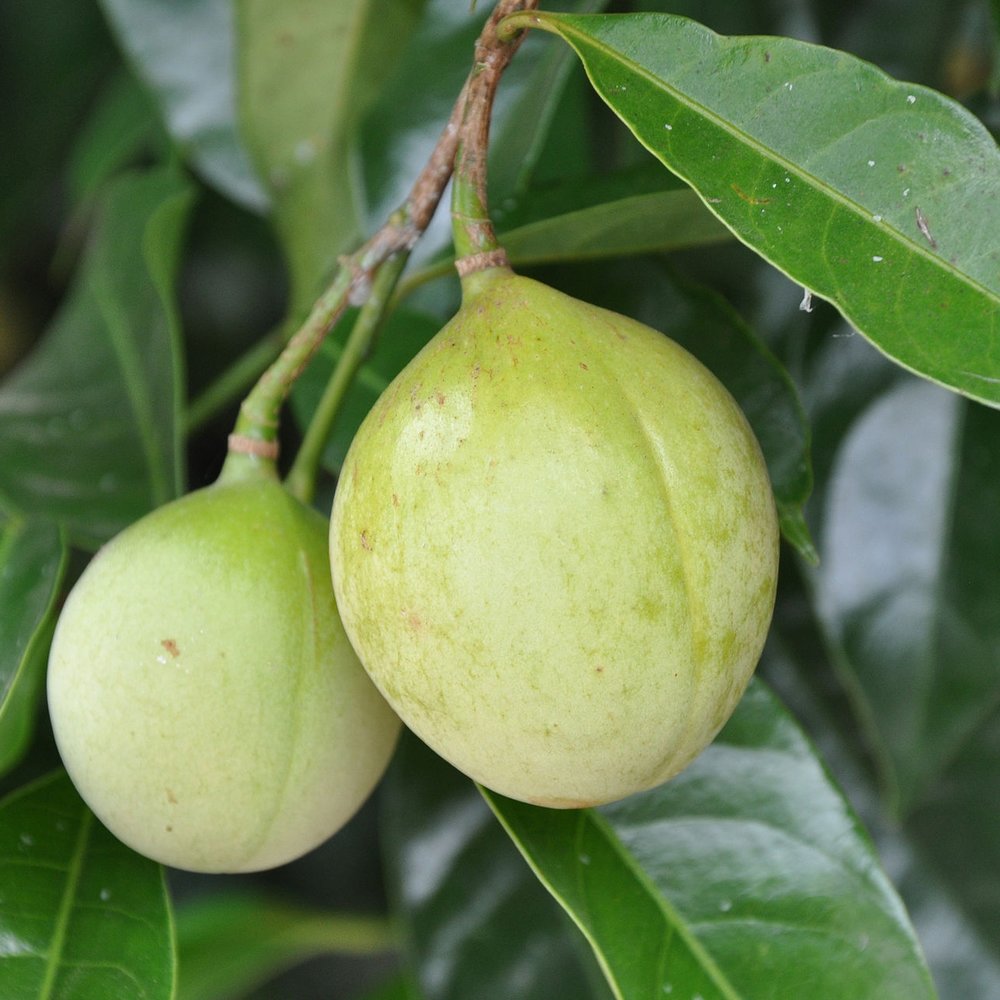 Nutmeg