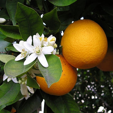 Orange Oil - Sweet