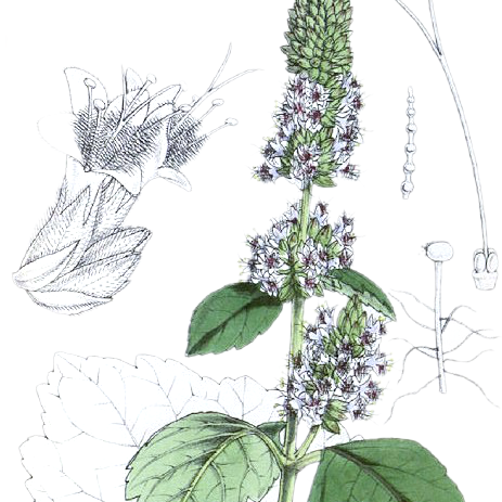 Patchouli-Dark