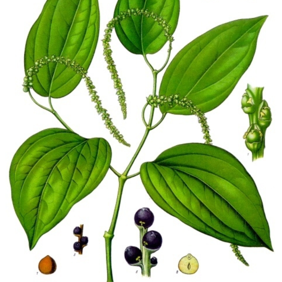 Black Pepper