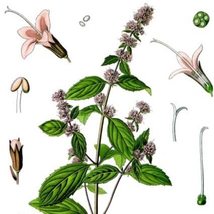 Peppermint-Certified Organic