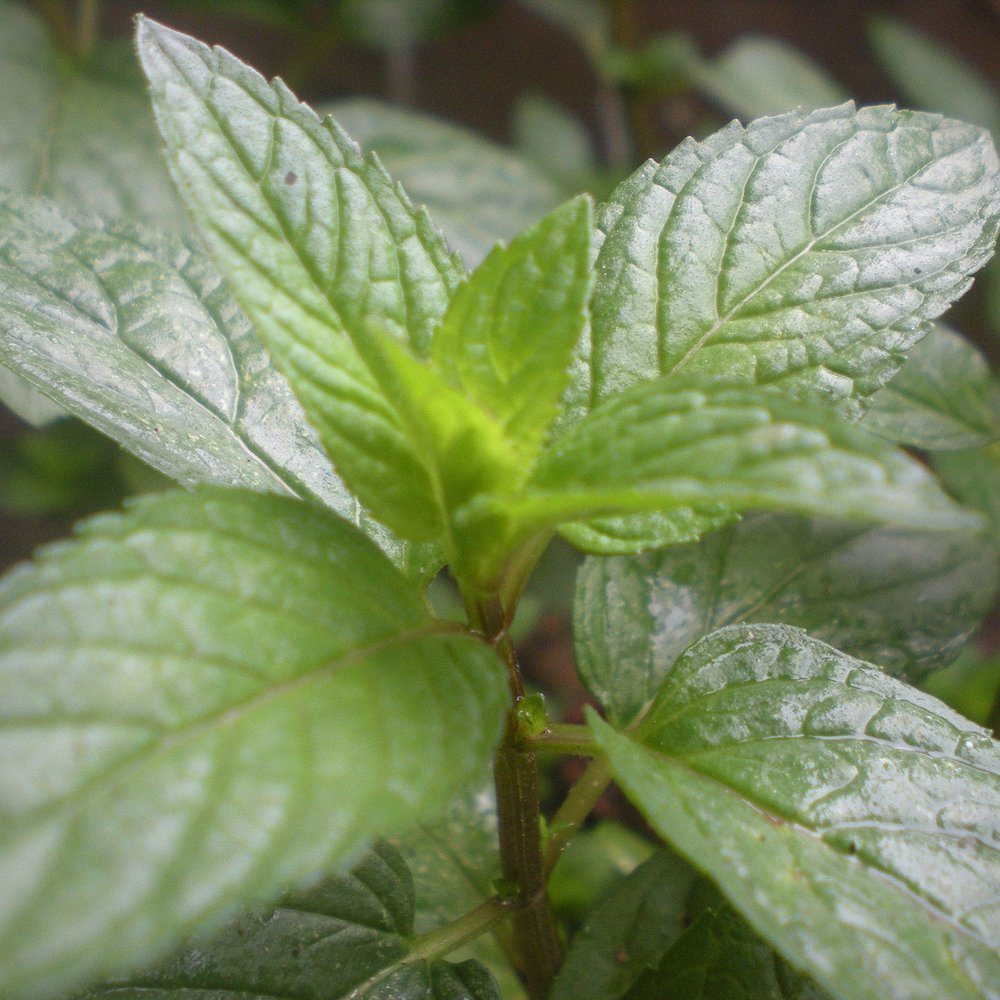 Peppermint-Certified Organic