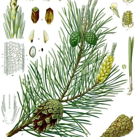 Pine Needle