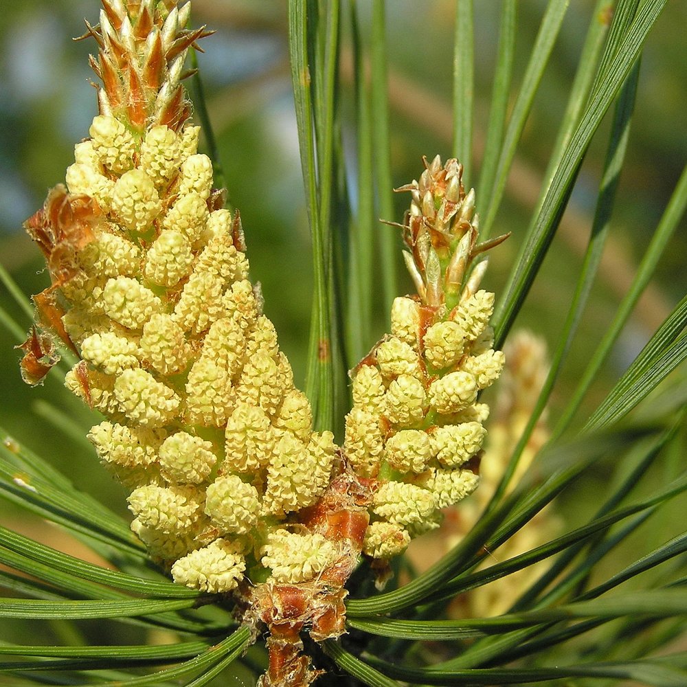 Pine Needle