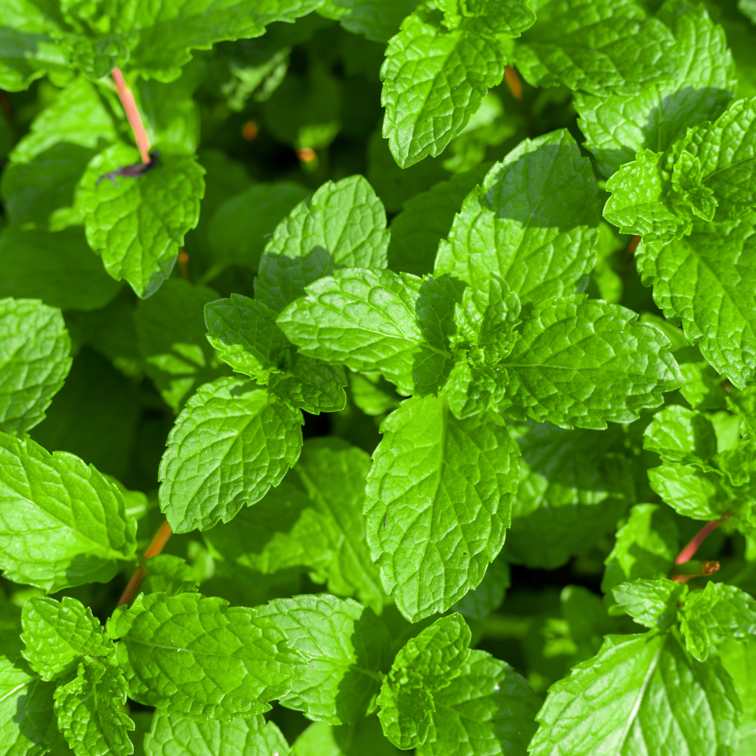 Spearmint-Certified Organic