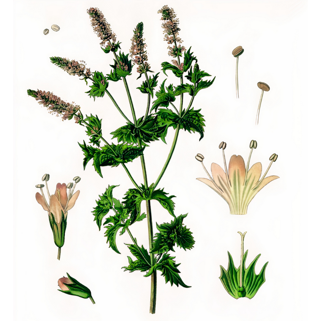 Spearmint-Certified Organic