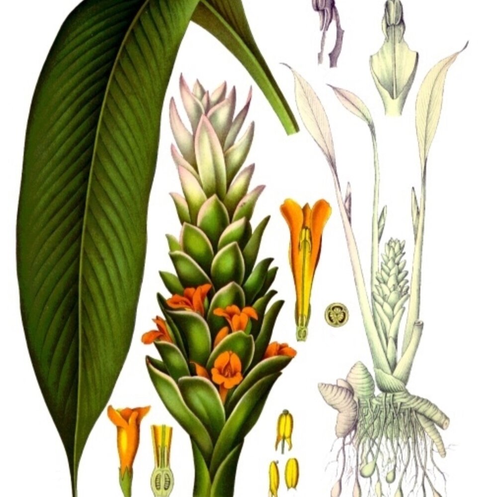 Turmeric-Certified Organic