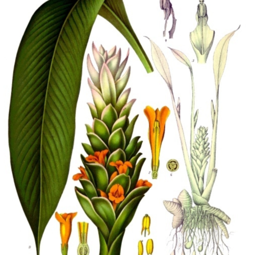 Turmeric